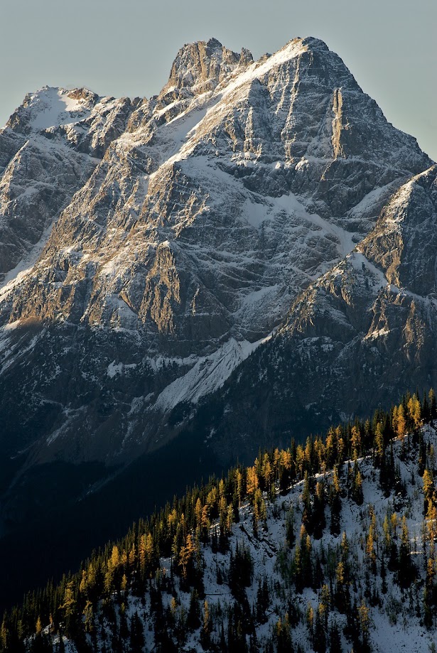 Snow-capped peak above golden larch forest, Methow Valley autumn
