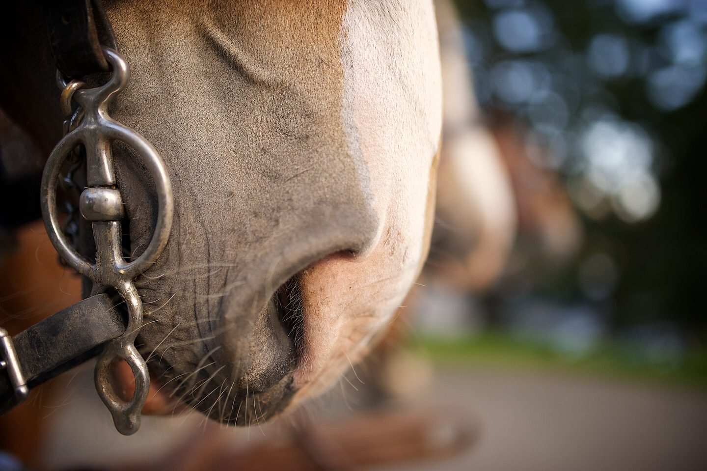 Guided equestrian tours