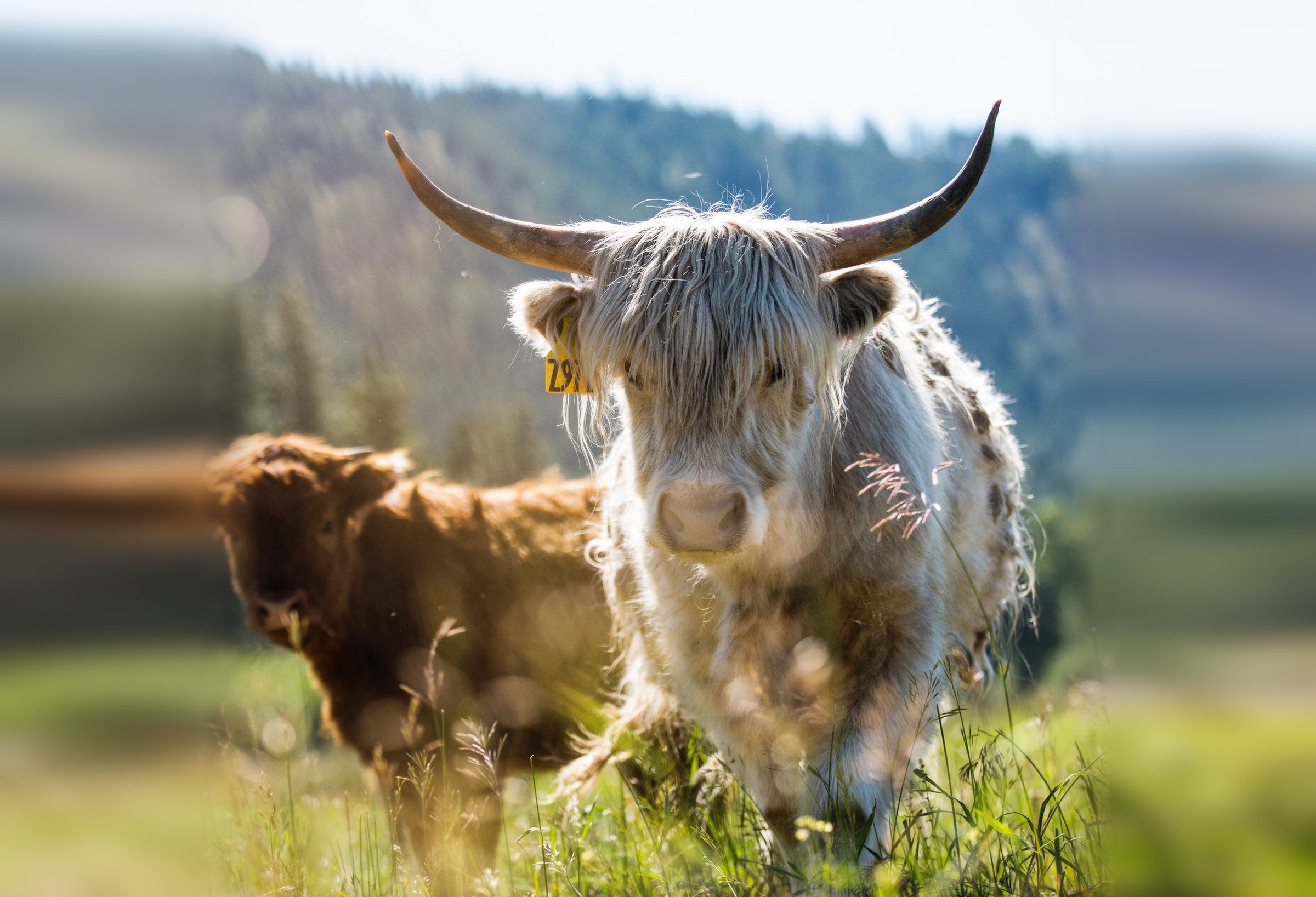 Cattle and horseback riding in the Methow Valley