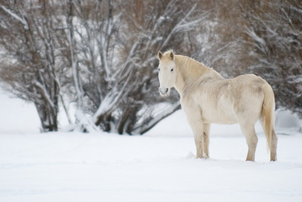 Horses in winter snow, Methow Valley